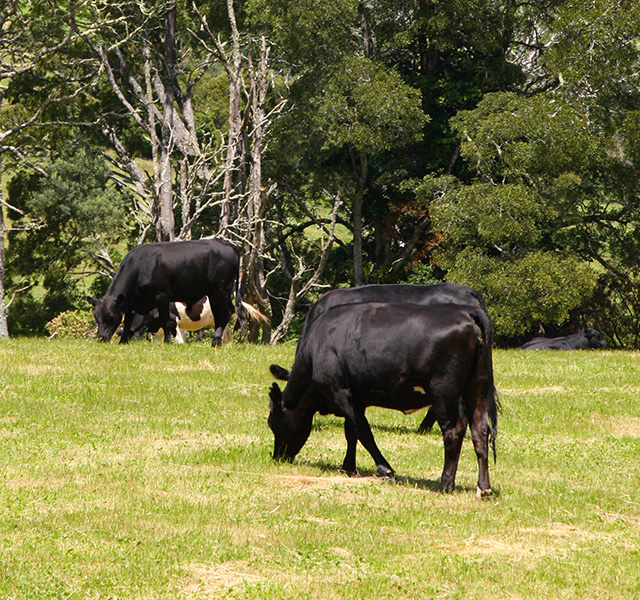 Creed Farms wholesale contact