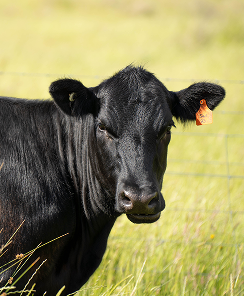 Creed Farms livestock