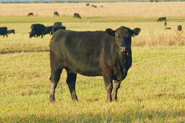 Creed Farms livestock