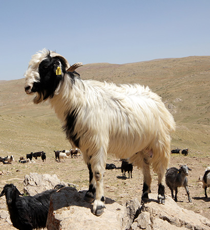 Goat and lamb sourcing
